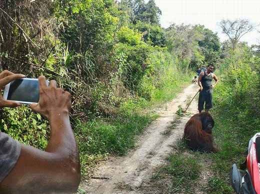 Orangutan yang Berkeliaran di Permukiman Warga Desa Ringin Inhu Diduga Lepas dari Taman Nasional Bukit Tigapuluh