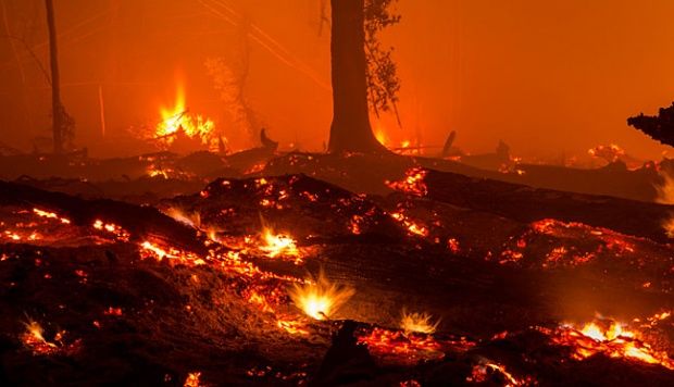 16 Perusahaan Pembakar Hutan dan Lahan Dibekukan, Pengumuman Resmi 10 Desember