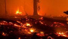 16-perusahaan-pembakar-hutan-dan-lahan-dibekukan-pengumuman-resmi-10-desember