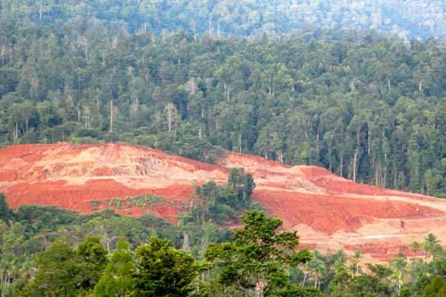 Walhi Laporkan 4 Perusahaan yang Diduga Merusak Hutan Riau