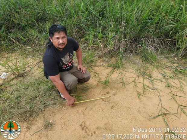 Jejak Harimau Kembali Muncul Dekat Permukiman Warga di Batas Kota Pekanbaru