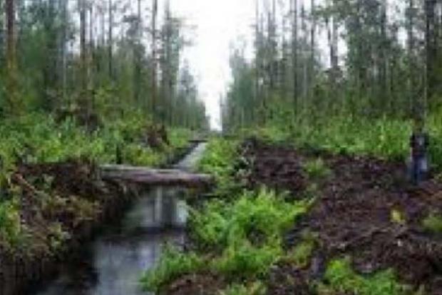 Aktivis Lingkungan ”Tantang” BRG Berani Intervensi Perusahaan-perusahaan di Riau