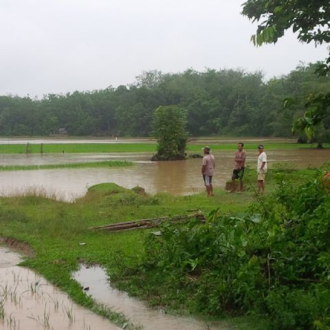 Sawah di Kuansing Hancur Diterjang Banjir