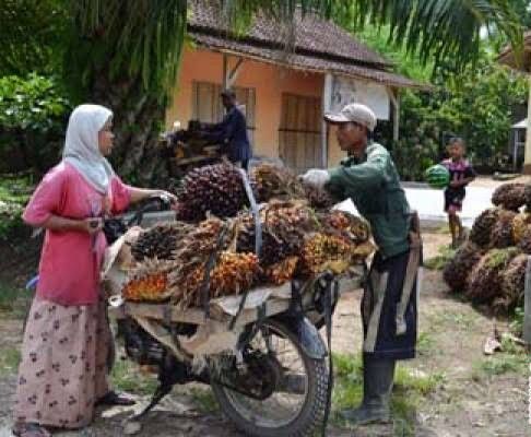 Apkasindo Cari Anak Petani Sawit untuk Dikuliahkan Gratis di Yogyakarta, Jatah Riau Paling Banyak