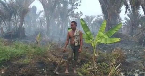 Nestapa Andik Baso, Warga Kepulauan Meranti yang Kebun Sagunya Habis Terbakar akibat Rembetan Api di Lahan Karhutla