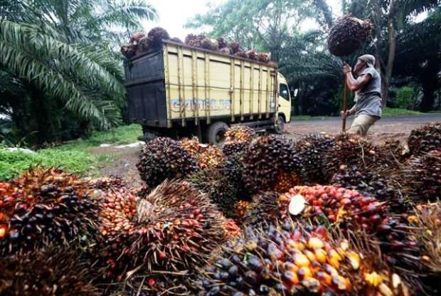 Komisi IV DPR RI Jadikan Riau sebagai Percontohan Penertiban Perkebunan Sawit dalam Kawasan Hutan