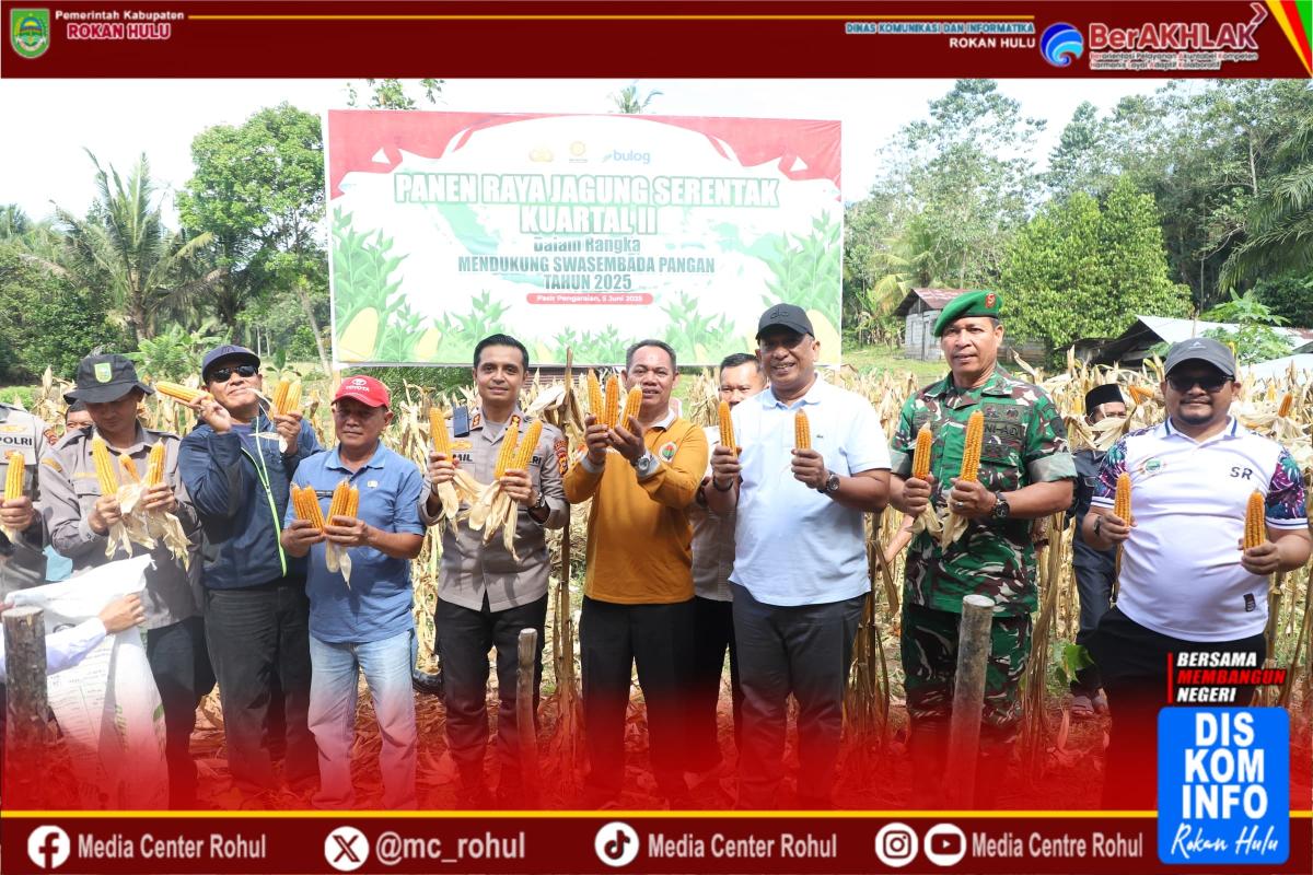 <b>Dukung Swasembada Pangan, Bupati Rokan Hulu Panen Raya Jagung bareng Polisi dan Forkopimda</b>