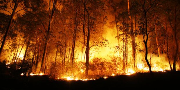 Ombudsman RI Usut Kejanggalan SP3 15 Perusahaan yang Disangka Bakar Hutan di Riau