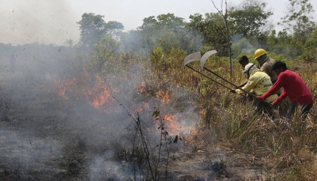 Pakar Kehutanan Nilai Polda Riau Terburu-buru Terbitkan SP3 terhadap 15 Perusahaan Terduga Bakar Hutan