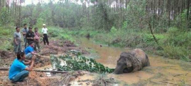 Kasihan, Seharian Gajah Liar yang Sakit Ini Terperosok dalam Kanal HTI Arara Abadi