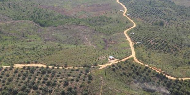 Busyet! 127 Perusahaan Perkebunan Tak Berizin di Riau, Negara Rugi Rp43 Triliun
