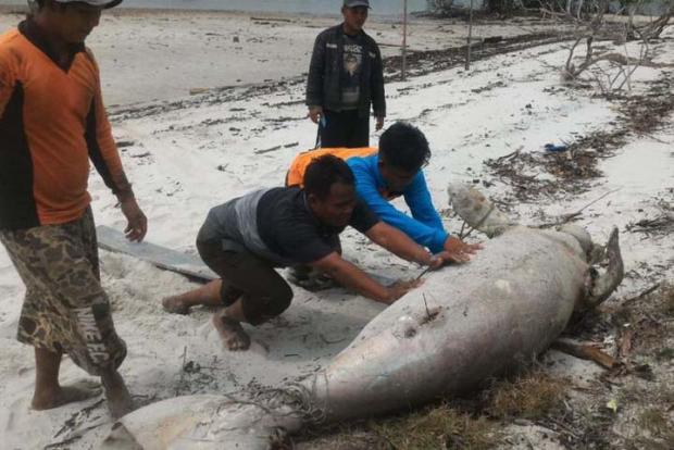 Seekor Duyung Sepanjang 2,4 Meter Ditemukan Mati di Perairan Rupat Utara
