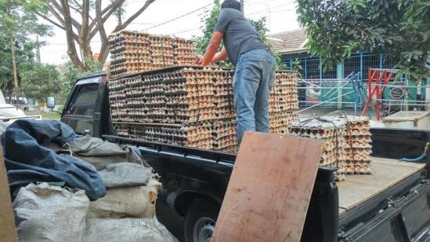 Berpura-pura Jadi Pembeli, Dua Pemuda di Pekanbaru Bawa Kabur 1.000 Papan Telur Ayam