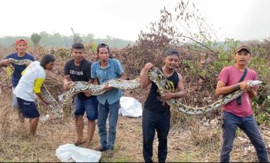 bgeger-warga-temukan-ular-piton-berukuran-7-meter-tengah-mengerami-puluhan-butir-telur-di-kebun