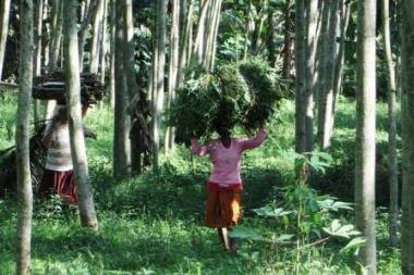bpemerintah-terbitkan-persetujuan-perhutanan-sosial-seluas-184-ribu-hektare-di-riaub