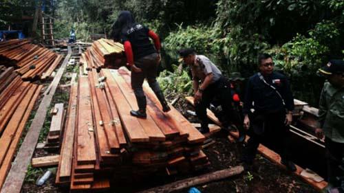 Rumah Masa Depan Harimau Sumatera di Kawasan Suaka Margasatwa Bukit Rimbang Baling Kampar Dijarah Pembalak Habis-habisan