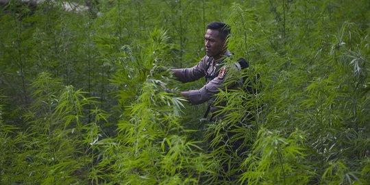 Tempuh Perjalanan 4,5 Jam ke Kawasan yang Jauh dari Permukiman Penduduk, Polisi Temukan Ladang Ganja Siap Panen Seluas 500 Meter Persegi