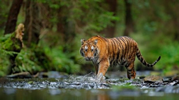 Hanya Tersisa 77 Ekor Harimau Sumatera di Riau