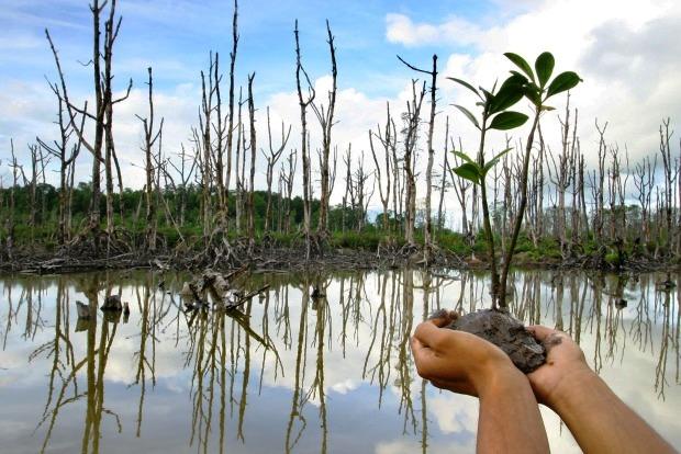 Pulau Rangsang, Bengkalis, dan Rupat Alami Abrasi Tinggi, Percepatan Rehabilitasi Mangrove Diperlukan