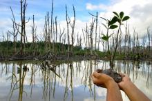 pulau-rangsang-bengkalis-dan-rupat-alami-abrasi-tinggi-percepatan-rehabilitasi-mangrove-diperlukan