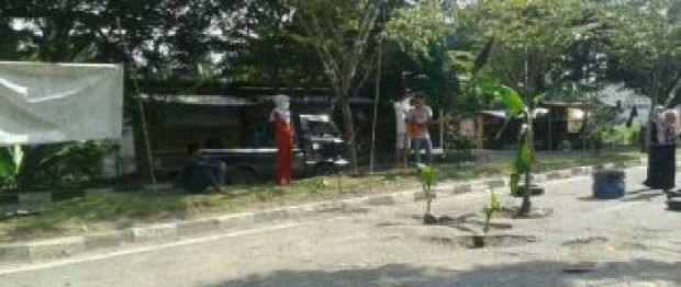 Protes Pemerintah, Warga Tanam Pohon Pisang dan Kelapa di Jalan Rusak Kota Bangkinang
