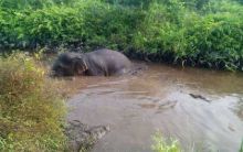 seekor-gajah-liar-terjebak-di-kanal-bloking-hutan-kabupaten-siak
