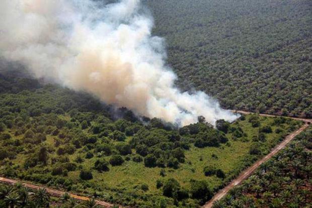 1.686,41 Hektar Hutan dan Lahan di Riau Hangus Terbakar, Paling Luas di Bengkalis
