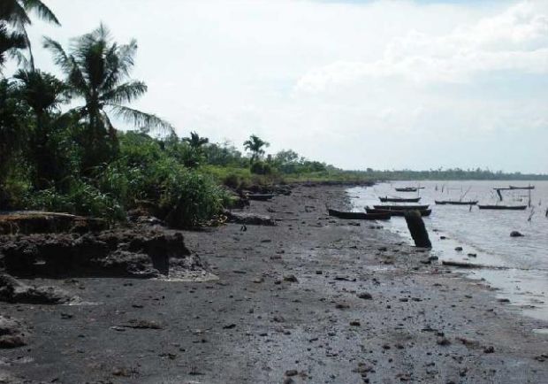 Ratusan Hektar Perkebunan di Desa Tanjungpasir Inhil Rusak akibat Intrusi Air Laut