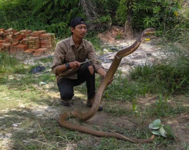 King Kobra Sepanjang 4 Meter yang Dipelihara Mahasiswa Unilak Ternyata Masih Bertaring