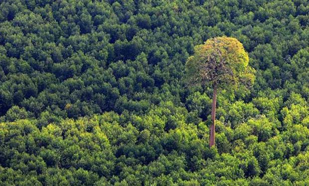 Kementerian LHK dan Bupati Indragiri Hulu Digugat Terkait Izin Pembebasan Hutan
