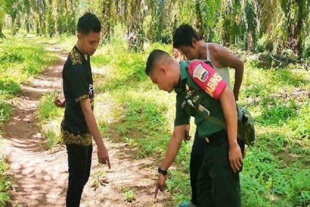 Jejak Harimau Ditemukan di Kebun Sawit Wilayah Dusun Kubupatembang Rokan Hulu