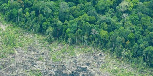 Gugatan Praperadilannya Ditolak, Nasib Tersangka Perambah Hutan Tesso Nilo Kini pada Menteri LHK