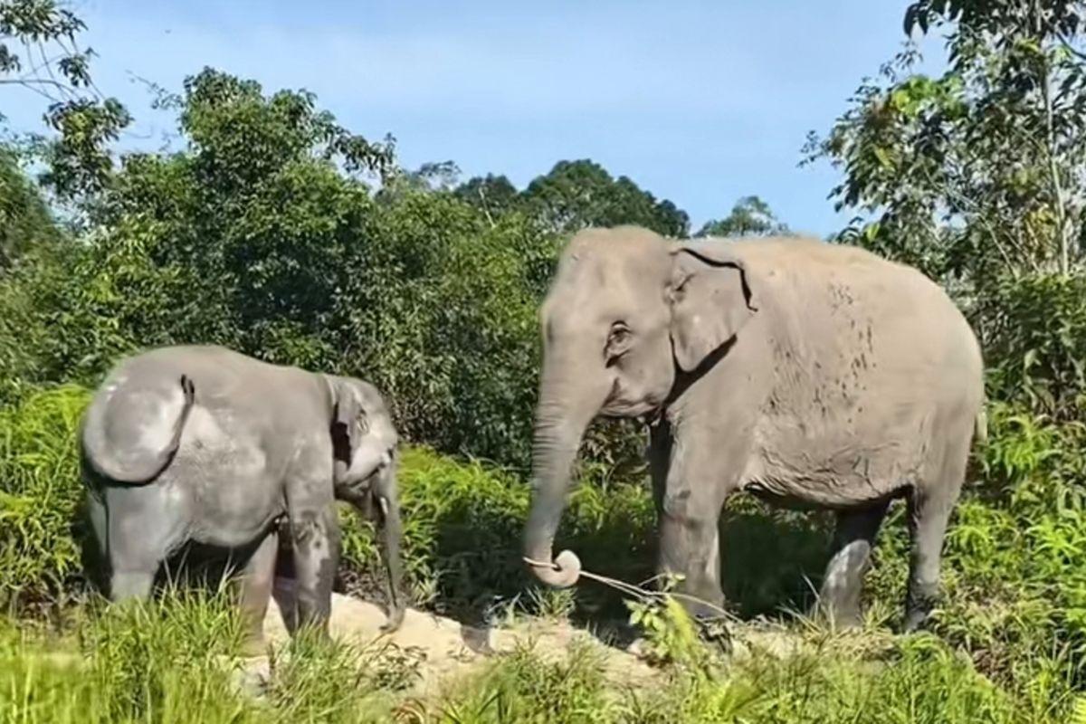 <b>Ampuh Usir Gajah, <i>Sereh</i> Kini Digagas untuk Ekonomi Warga</b>