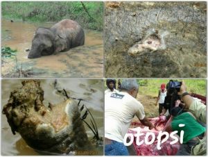 WWF Riau Sesali Perusahaan Kurang Memperhatikan Keberadaan Satwa Liar di Konsesinya
