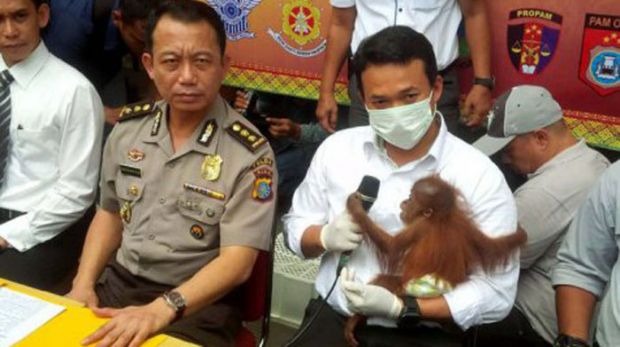 Jual 3 Bayi Orangutan Rp25 Juta per Ekor, Seorang PNS dan 2 Temannya Tertangkap di Pekanbaru