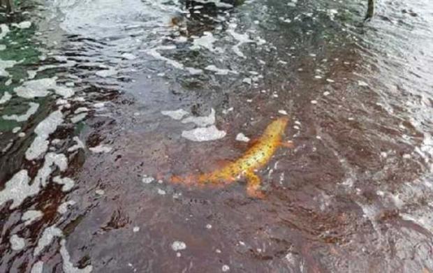 Seekor Buaya Ikan Ditemukan Mati di Lokasi Banjir Jalan Lintas Bono Telukmeranti Pelalawan