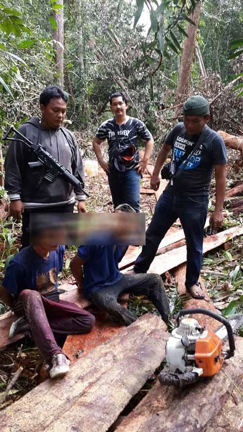 Tebang Pohon di Suaka Margasatwa Kerumutan Pelalawan, 2 Pelaku yang Berasal dari Lampung Diciduk Polisi