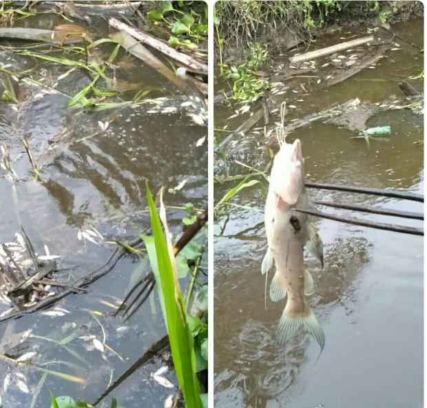 Sungai Puing di Kotogasib Siak Tercemar Lagi, Diduga akibat Limbah PTPN V Lubukdalam