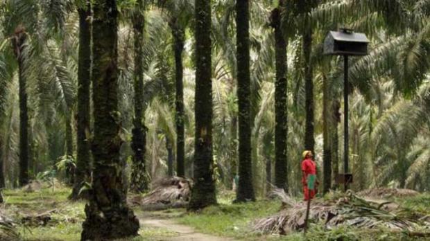 100 Ribu Hektar Sawit di Riau Sudah Harus Diremajakan