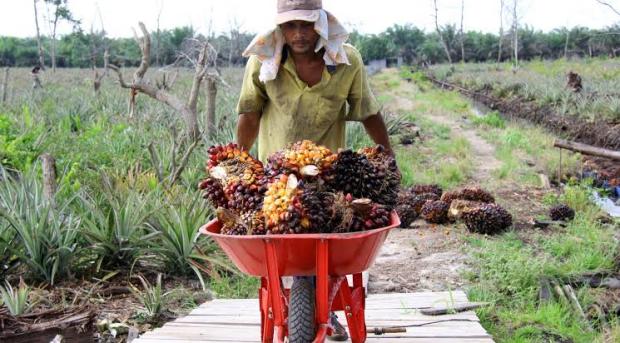 Asian Agri dan KAO Dorong Petani Sawit di Riau Dapatkan Sertifikasi RSPO