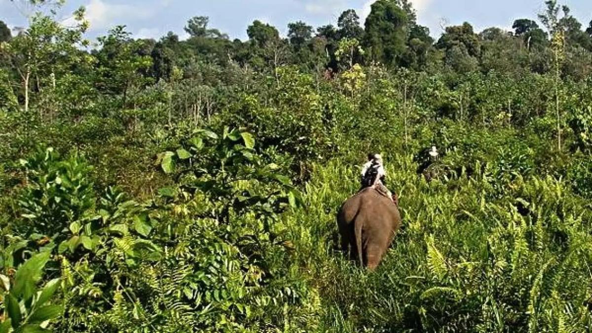 <b>Ratusan TNI Jaga 13 Jalur Tikus Usai 81 ke Taman Nasional Tesso Nilo, Ini Alasannya</b>
