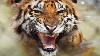 btemani-kakak-cuci-piring-bocah-12-tahun-tewas-diterkam-harimau-di-areal-hti-perusahaan-di