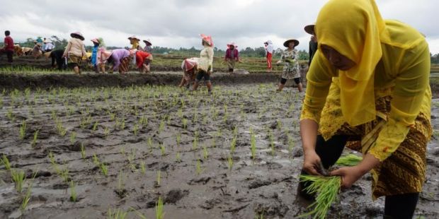 Kejaksaan Dalami Dugaan Korupsi Cetak Sawah Baru Dinas Pertanian dan Tanaman Pangan Pelalawan Tahun 2012-2013