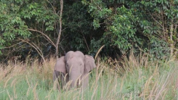 Tersasar ke Permukiman, Gajah Liar dari Muara Tebo Jambi Resahkan Warga Desa Anaktalang Batang Cenaku Inhu