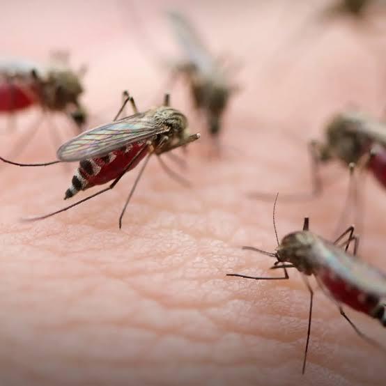 <b>Upaya Penanggulangan Wabah Malaria, Kemenkes RI Kirim 6.000-an Dosis DHP dan Cairan Pembasmi Larva Nyamuk ke Riau</b>
