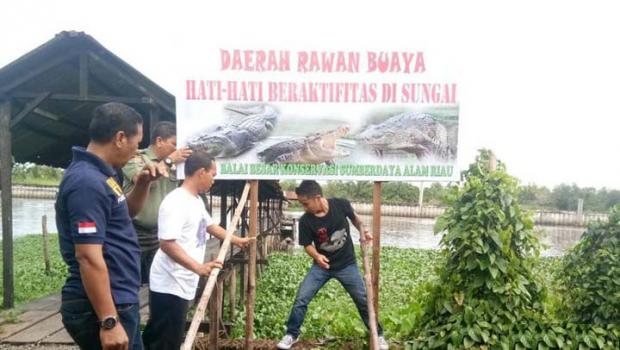 Buaya Muncul di Sungai Siak, BKSDA Riau Pasang Papan Peringatan di Kawasan Tanjungbatu Pekanbaru