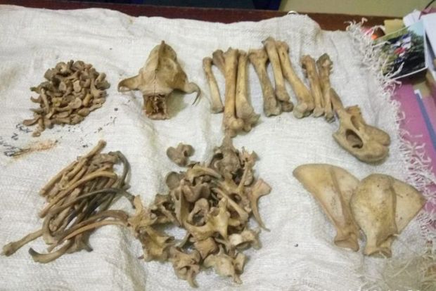 Tulang Harimau di Riau Juga Dijual Rp18 Juta