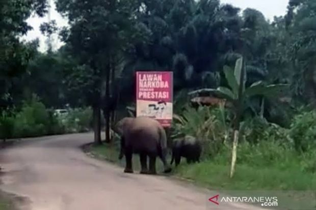 Dua Gajah Sumatra Berkeliaran Dekat Markas Polisi di Riau