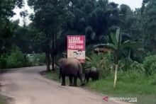 dua-gajah-sumatra-berkeliaran-dekat-markas-polisi-di-riau
