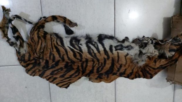 Harimau Riau Disetrum hingga Tewas, Kulitnya Saja Dijual Seharga Rp25 Juta